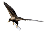 Paperccraft of Wedge-tailed Eagle