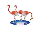 Paperccraft of Caribbean flamingo
