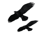 Jungle Crow ＆ Carrion Crow